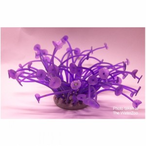 Azoo Neon Coral Purple